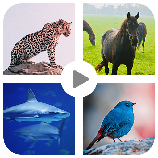 Animal sound for kids Learning 1.5