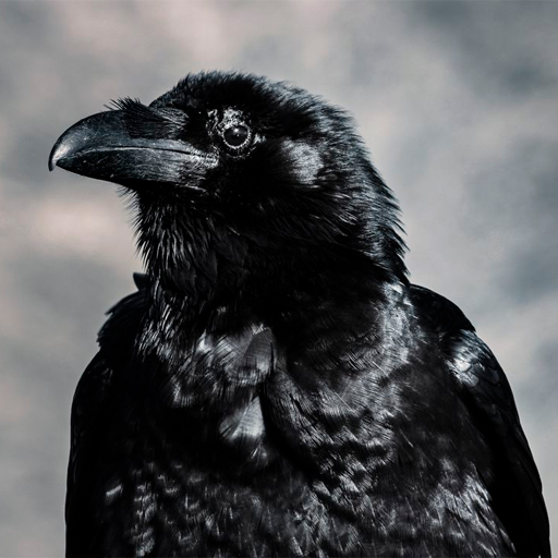 Raven Wallpapers 4.0.raven